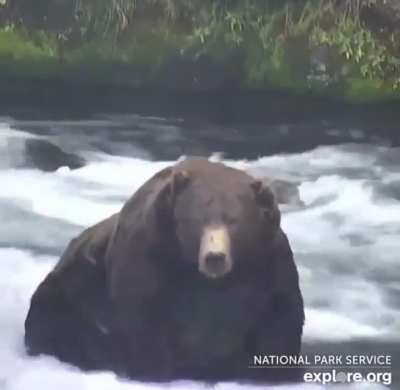 Absolute Unit among Absolute Units