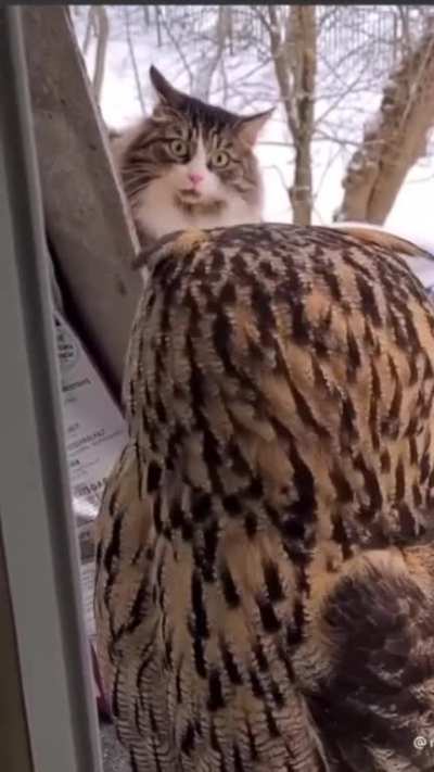 Cat spots an owl