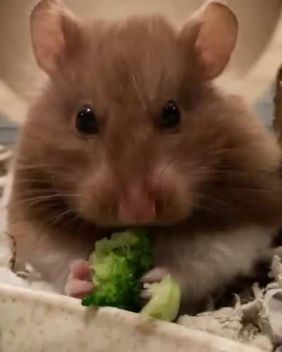 Chilled broccoli to help keep Lyra cool 🥦💕