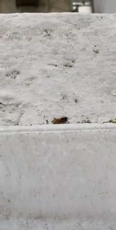 Shot this fucker mid air and then finished the job. Fuck wasps