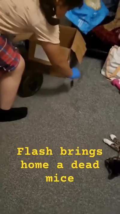 small rats pranks.