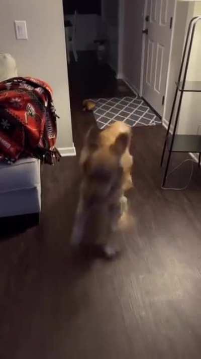 Kitty calms down his K9 sibling and puts him to bed.