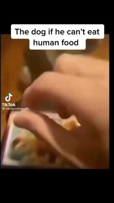 No dog dont eat it...