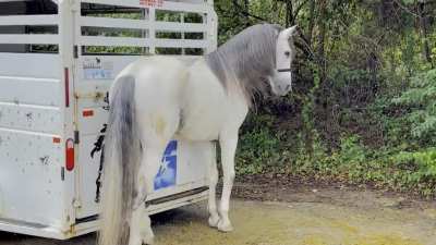 Found out I ought to post this here. Stallion Tippy Taps (Clippy Clops).