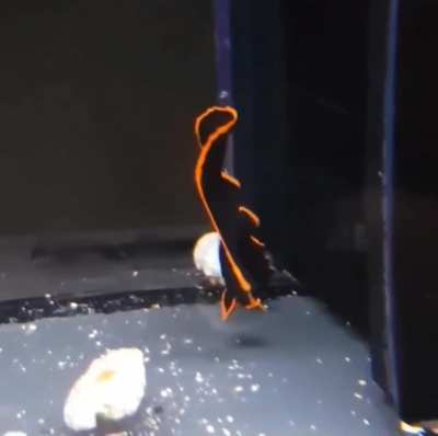 A juvenile Redfaced Batfish