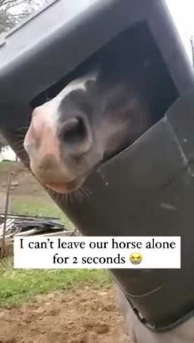 “I’m the coolest horse on the planet, with my new helmet” 🤣