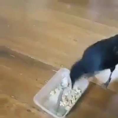 Kind crow
