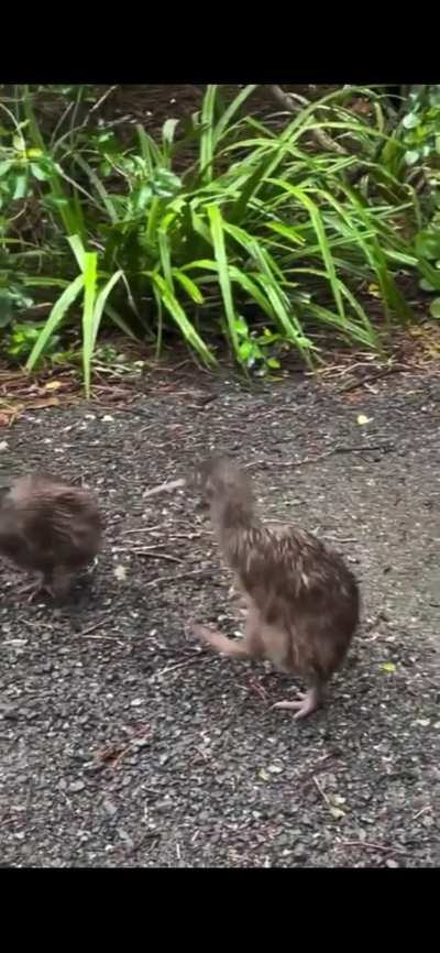 Two Kiwis fighting on Rakiura/Stewart Island. Yes, that is the sound they make.