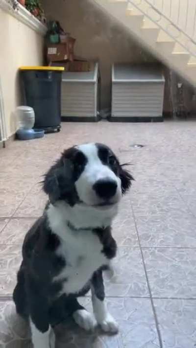 Toto, my smiling BC puppy and his friends!