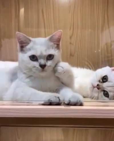 boop boop