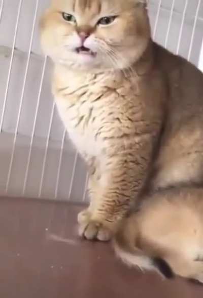 I'm pretty sure the cat went for a second sniff