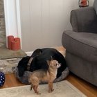 Doggo is too small to jump on the couch and isn’t allowed on it anyway but can I really yell at him for this?