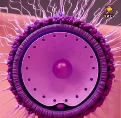 The fertilisation process shown by a 3D artist