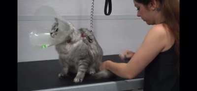 Rude cat