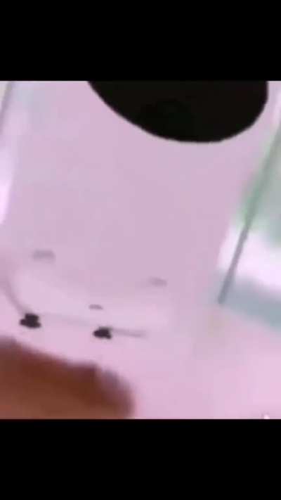 Amogus
