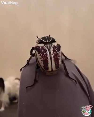 Smol bug