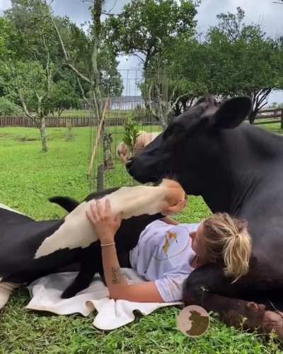 Caretaker hanging out with two of the cows she helped rescue at Santuário Amor que Salva