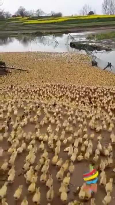 Утренняя ванна для утят