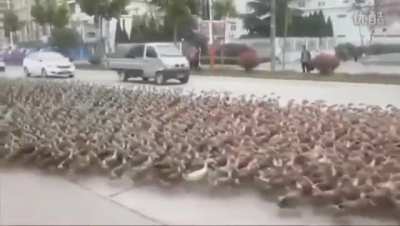 The_Swarm.mp4