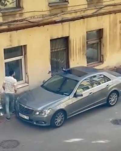 Removing a young crow from the roof of your car