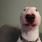 WALTER BEATBOX