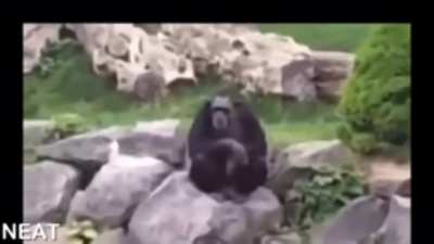 Chimpanzee has a opinion