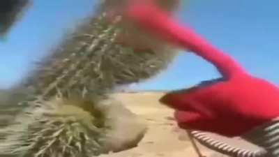 and that’s why you don’t touch cacti