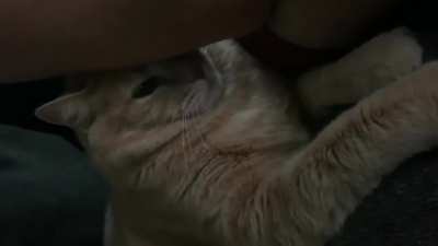 Cat.exe has stopped working