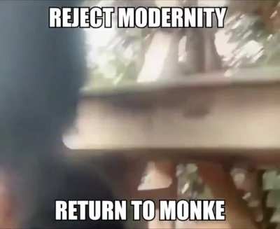 monkey winning