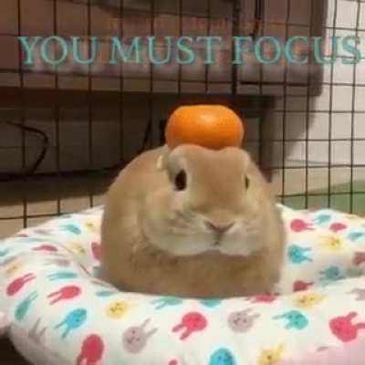 Bunny Buddha