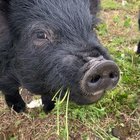 Feed me clover