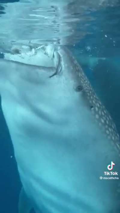 Going for a swim