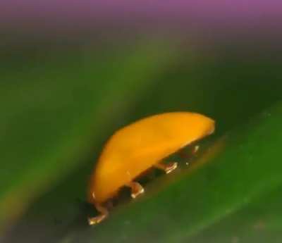Bug