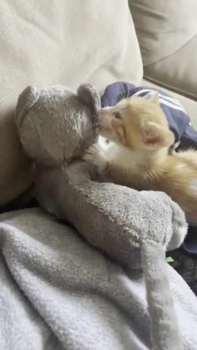 Felt bad my solo foster didn’t have a friend, so I gave them one of my stuffed cats and…