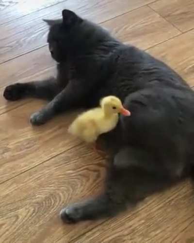 Little friends