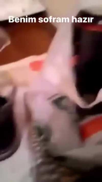 Cici bebe jdididiididi
