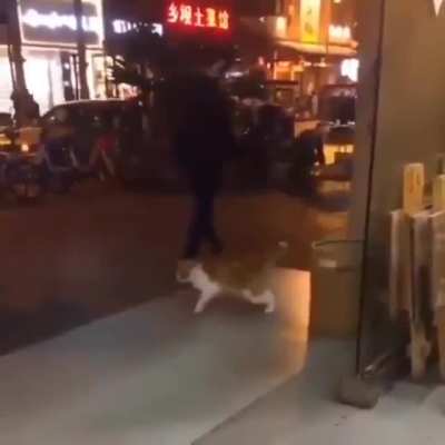 gato volao