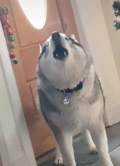 Doggo having a little fit