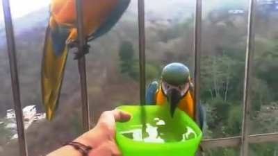 Guacamayas en la página principal