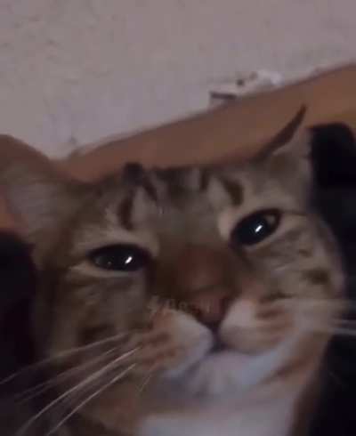 Счётчик Гейгера