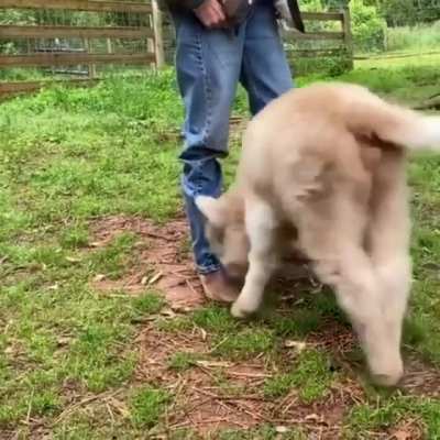Grass puppy in a good MOOd