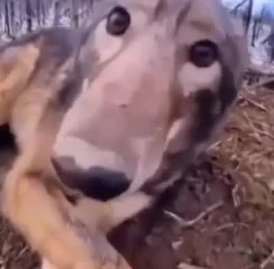 Wolf