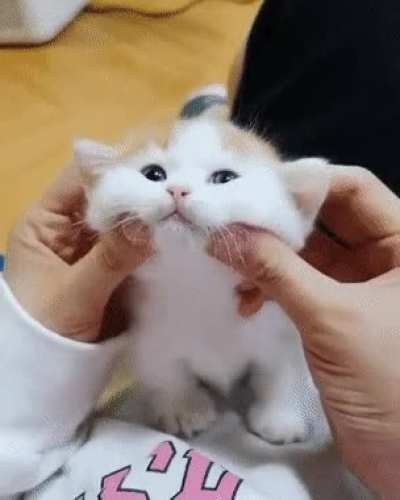 Mochi cat