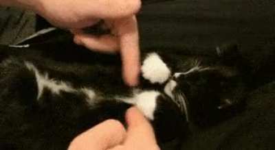 Tiny paws!