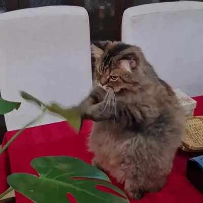 Cat.