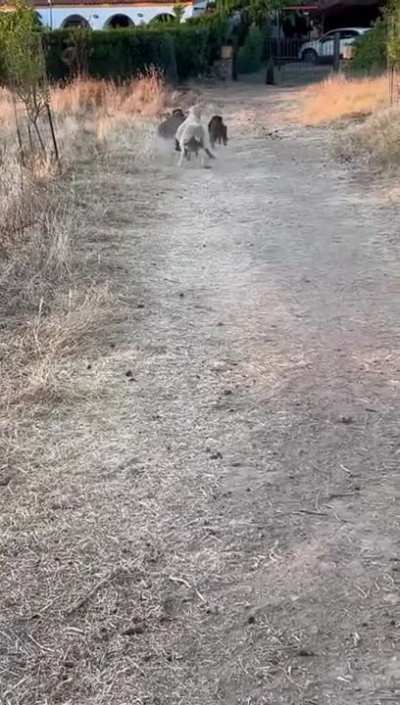 Just some dogs chasing a ball
