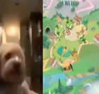 Ever wonder what it's like to live life as a toon?