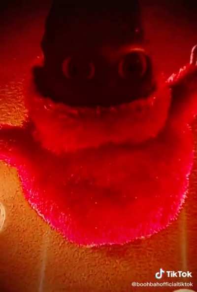 Ayo??