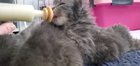 By popular request, here's the feeding frenzy video that was second-breakfast yesterday morning. Ren was first to eat, then Lilac, then Poppy, then Jasmine.