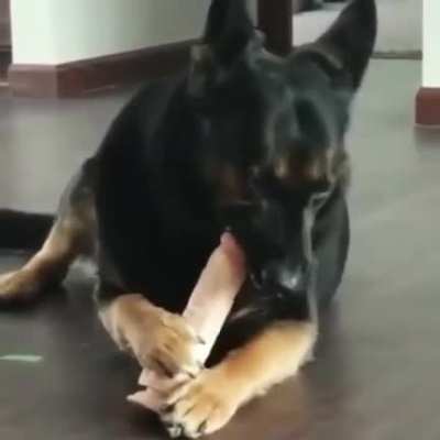 The dog found your hiding spot for your toy